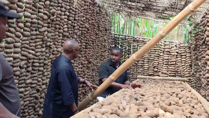 Isuikwuato’s Amibo Community Hosts South-East’s Largest Oba Ji, Symbolizing Agriculture and Cultural Pride