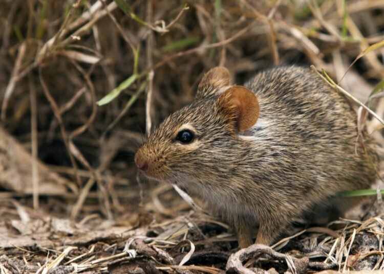 NCDC Urges Stronger State Response As Lassa Fever Cases Rise Nationwide
